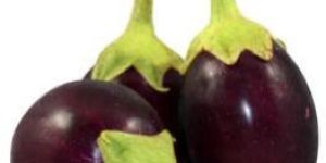 Fresh Brinjal