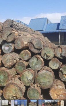 Pine Wood Logs
