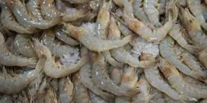 Frozen Prawns