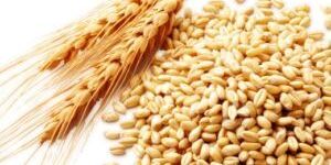 Wheat Seeds