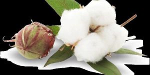 Cotton