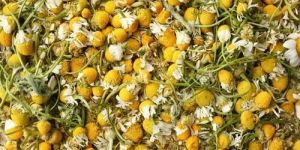 Chamomile Flower