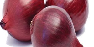 Red Onion