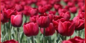 05 Nights 06 Days Kashmir Tour Packages