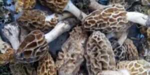 Dried Morel Mushroom