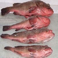 Malabar Reef Cod Fish