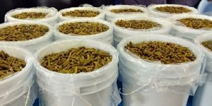 Pickled Gherkins