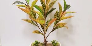 Artificial Croton Plant