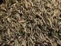 Cumin Seeds