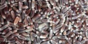 Black Wheat