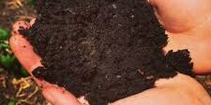 Potting Soil
