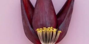 Dried Banana Flower
