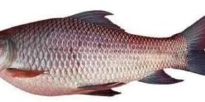 Fresh Rohu Fish