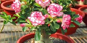 Adenium Plant