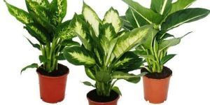Dieffenbachia Plant