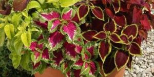 Outdoor Coleus Plant
