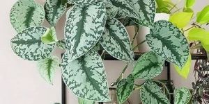 Silver Satin Plant