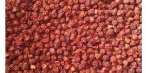 Gloriosa Superba Seeds