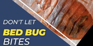 Bed Bug Control Services