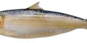 Indian Oil Sardine
