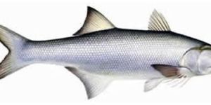 Indian Salmon