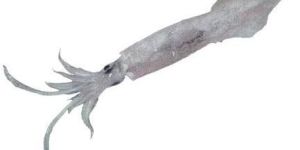NEEDLE SQUID