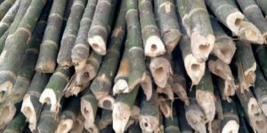 Bamboo Poles