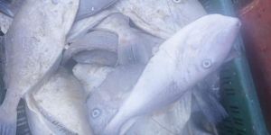 Frozen Leather Jacket Fish