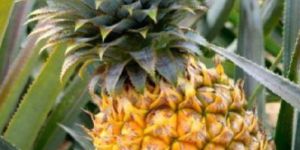 Fresh Pineapple