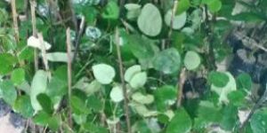 Red Sandalwood Plants