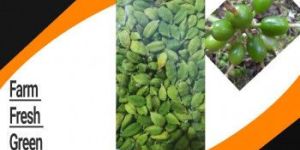 Fresh Green Cardamom
