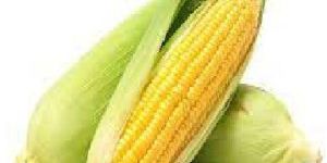 Maize