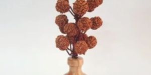 Rudraksha Tree