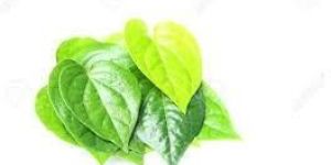 Betel Leaf Oil