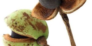 Camellia Carrier Oil