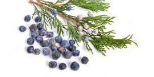 Juniper Berry Essential Oil