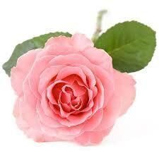 Rose Otto Flower Oil