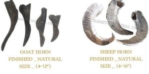 Goat Horn