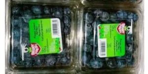 Fresh Blueberry