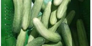 Fresh Cucumber