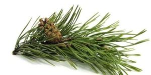 Pine Oil
