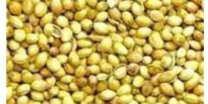 coriander seeds / dhaniya