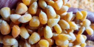 Yellow Maize
