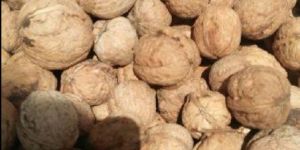Kashmiri Budded Walnuts