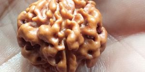 1 Mukhi Round Rudraksha