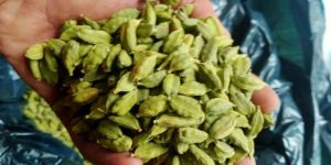 Green Cardamom