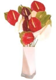 Fresh Anthurium Flower