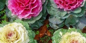 Fresh Brassica Flower