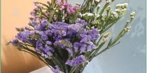 Fresh Gypsophila Flower