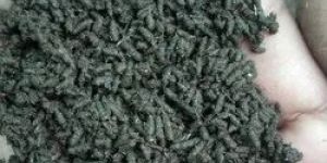 Earthworm Vermicompost Fertilizer